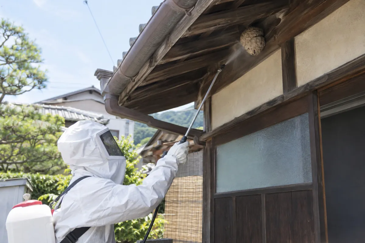 あま市坂牧の木造一戸建てでスズメバチ駆除作業中
