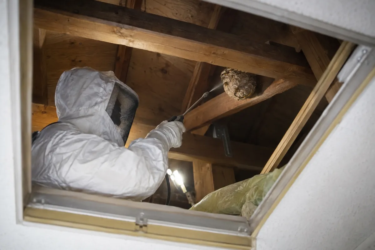 あま市西今宿の木造一戸建てでキイロスズメバチ駆除作業中
