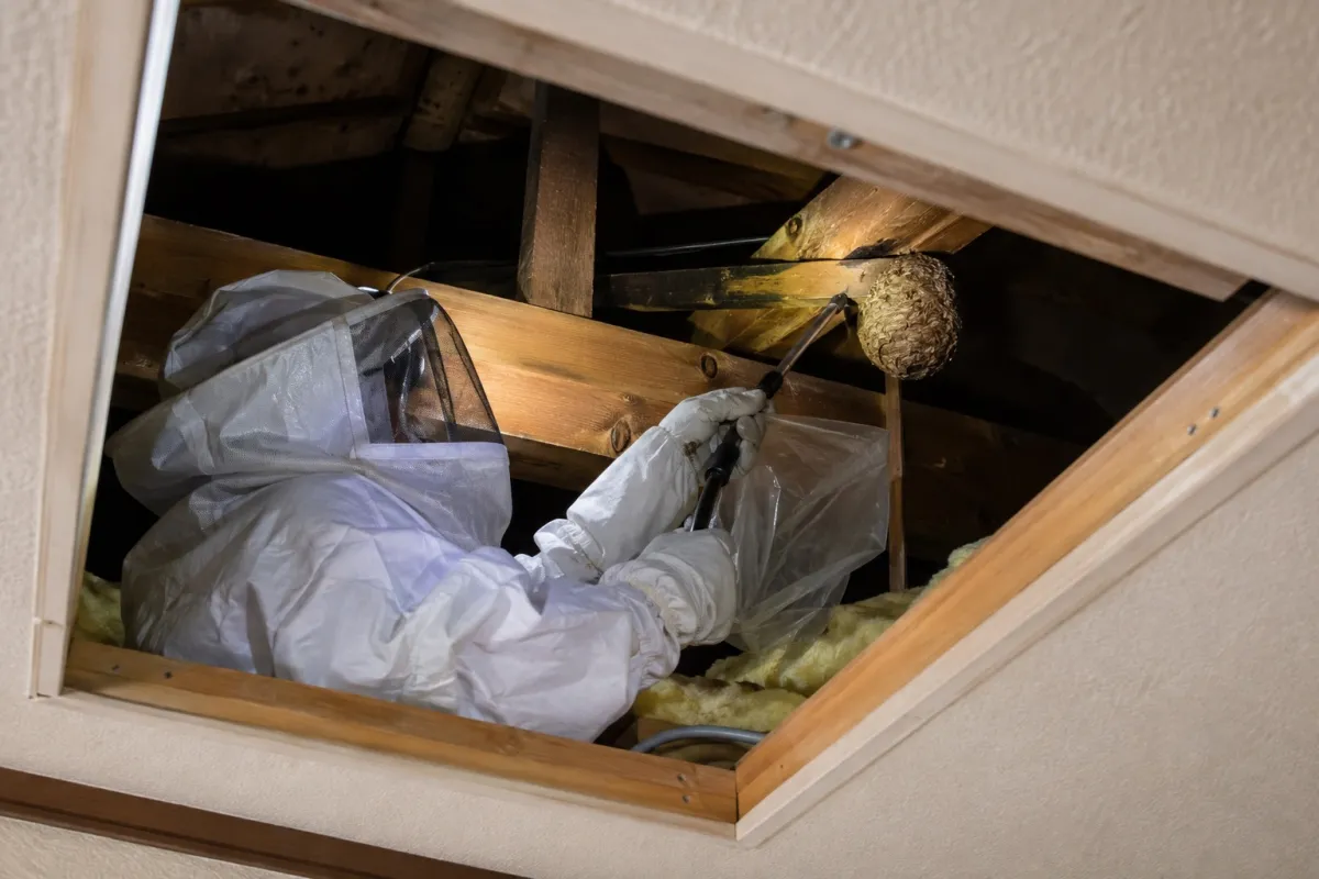 あま市富塚の木造一戸建てでキイロスズメバチ駆除作業中