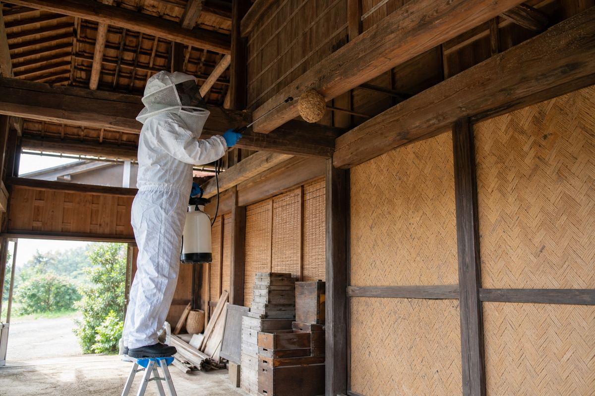 安城市安城町の古民家でオオスズメバチ駆除作業中