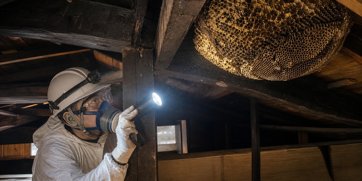 岡崎市での屋根裏ミツバチ調査・駆除事例