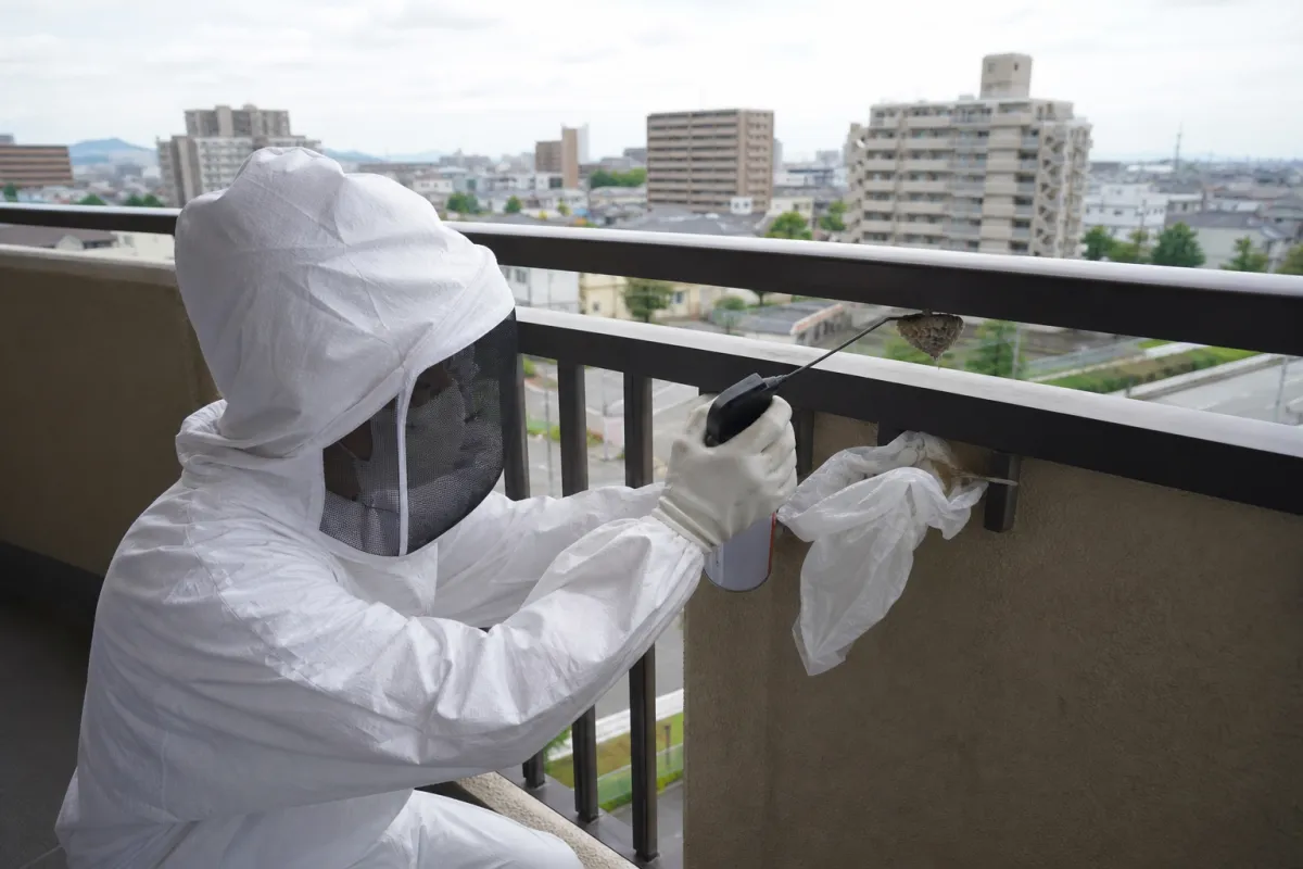 岐阜市長良の蜂の巣駆除事例③|アシナガバチ