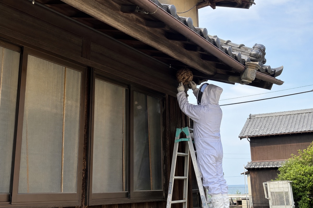 半田市亀崎町の古民家でキイロスズメバチ駆除作業中
