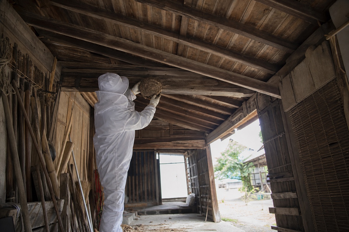 半田市一ノ草町の古民家でオオスズメバチ駆除作業中
