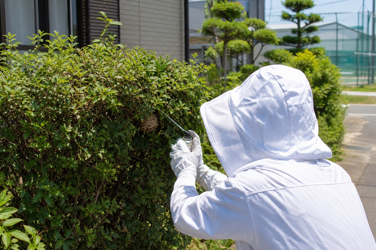 半田市天神町の小学校隣接住宅でアシナガバチ駆除作業中