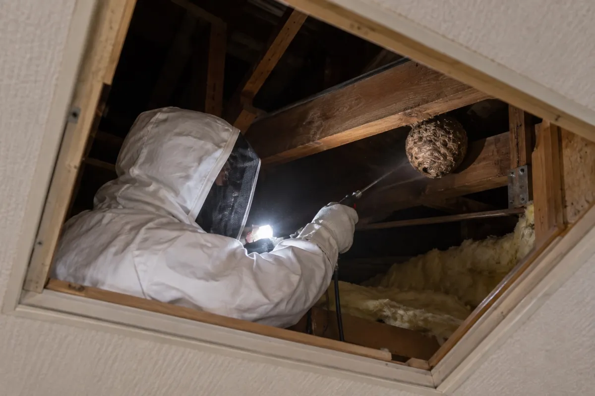 碧南市新川町の木造一戸建てでキイロスズメバチ駆除作業中