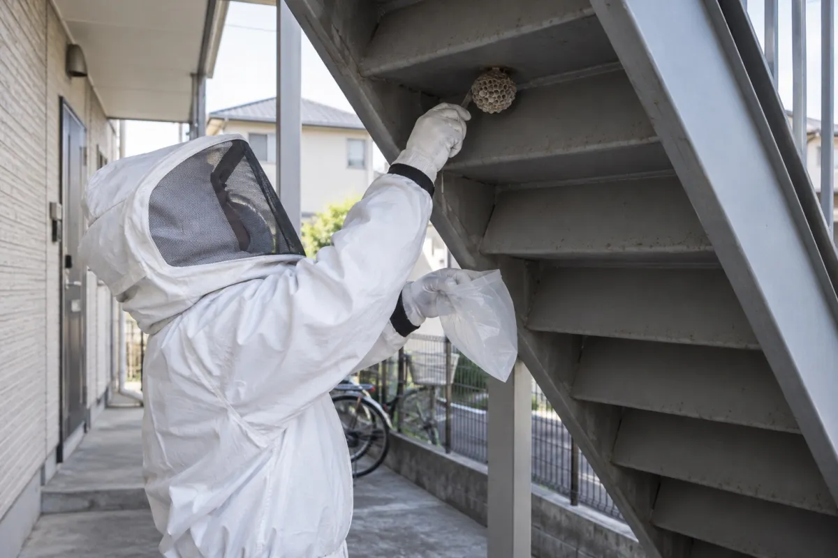 碧南市栄町の賃貸アパートでアシナガバチ駆除作業中