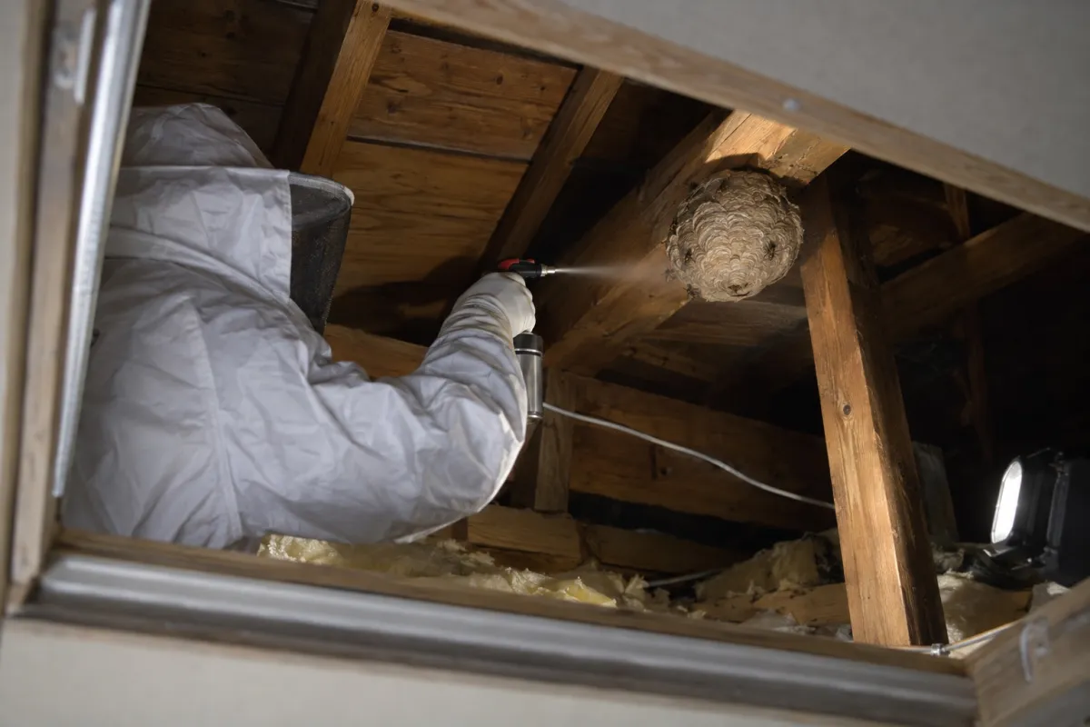 一宮市奥町の木造一戸建てでキイロスズメバチ駆除作業中