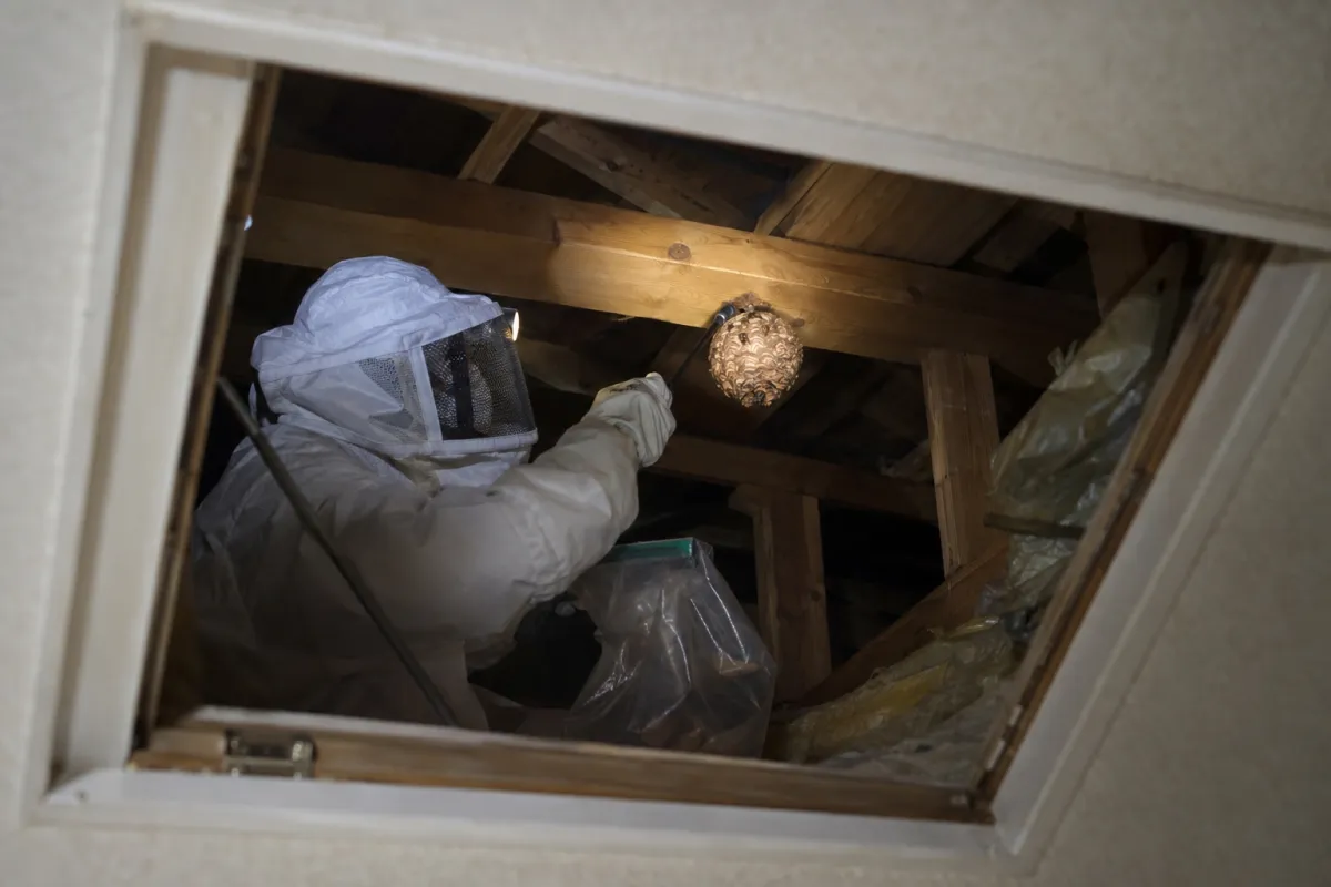 一宮市玉野の木造一戸建てでキイロスズメバチ駆除作業中