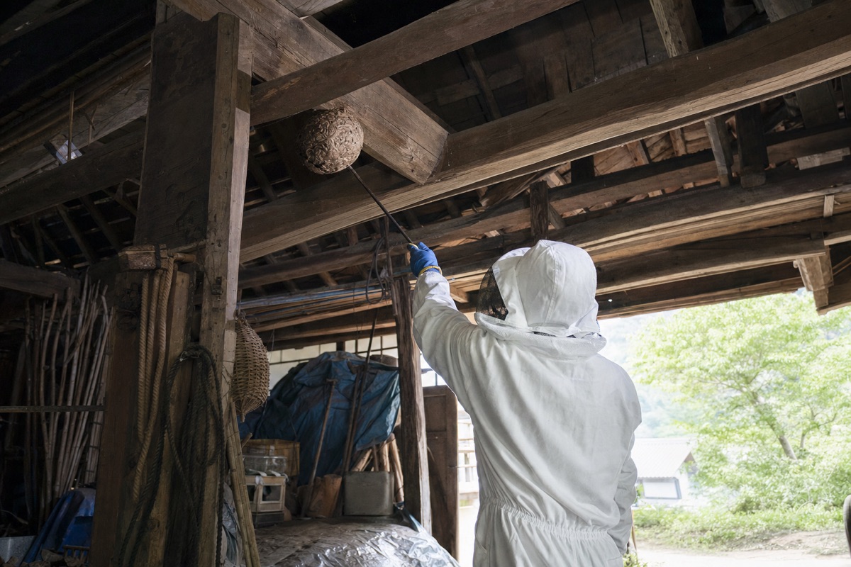 可児市土田の農家住宅でオオスズメバチ駆除作業中
