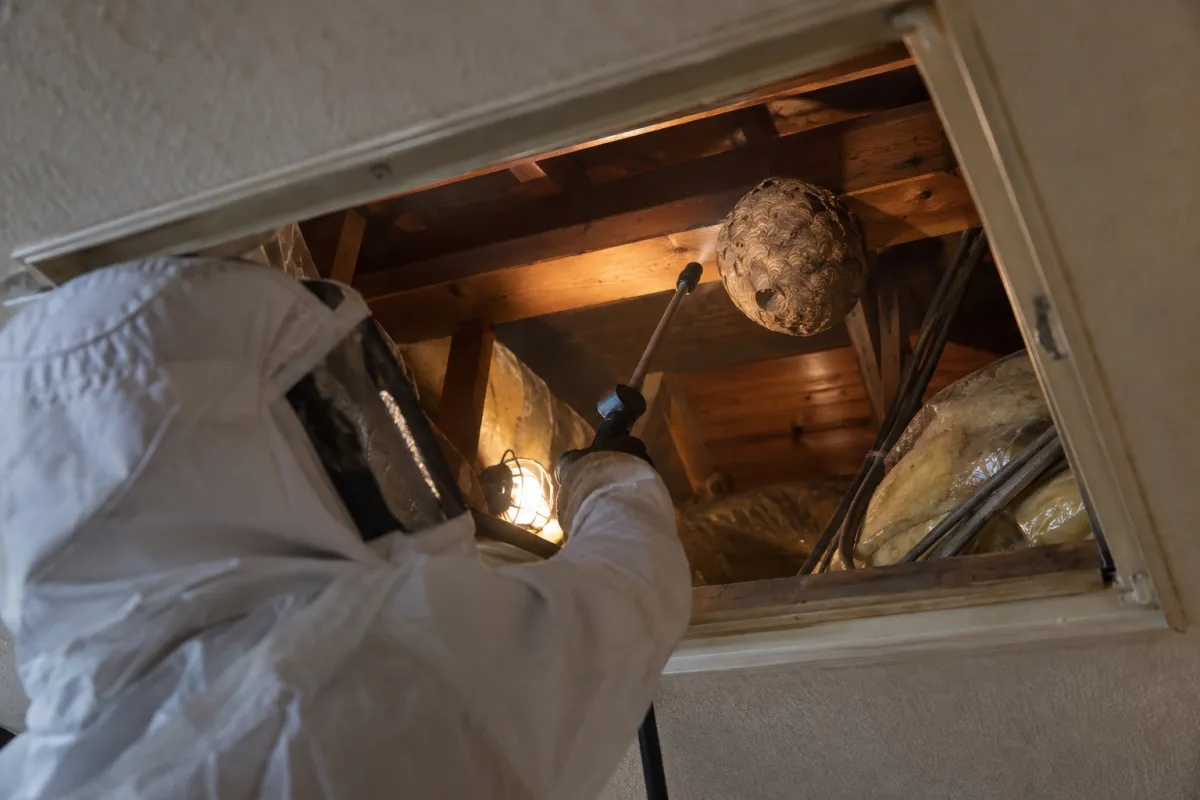 春日井市下条町の木造一戸建てでキイロスズメバチ駆除作業中