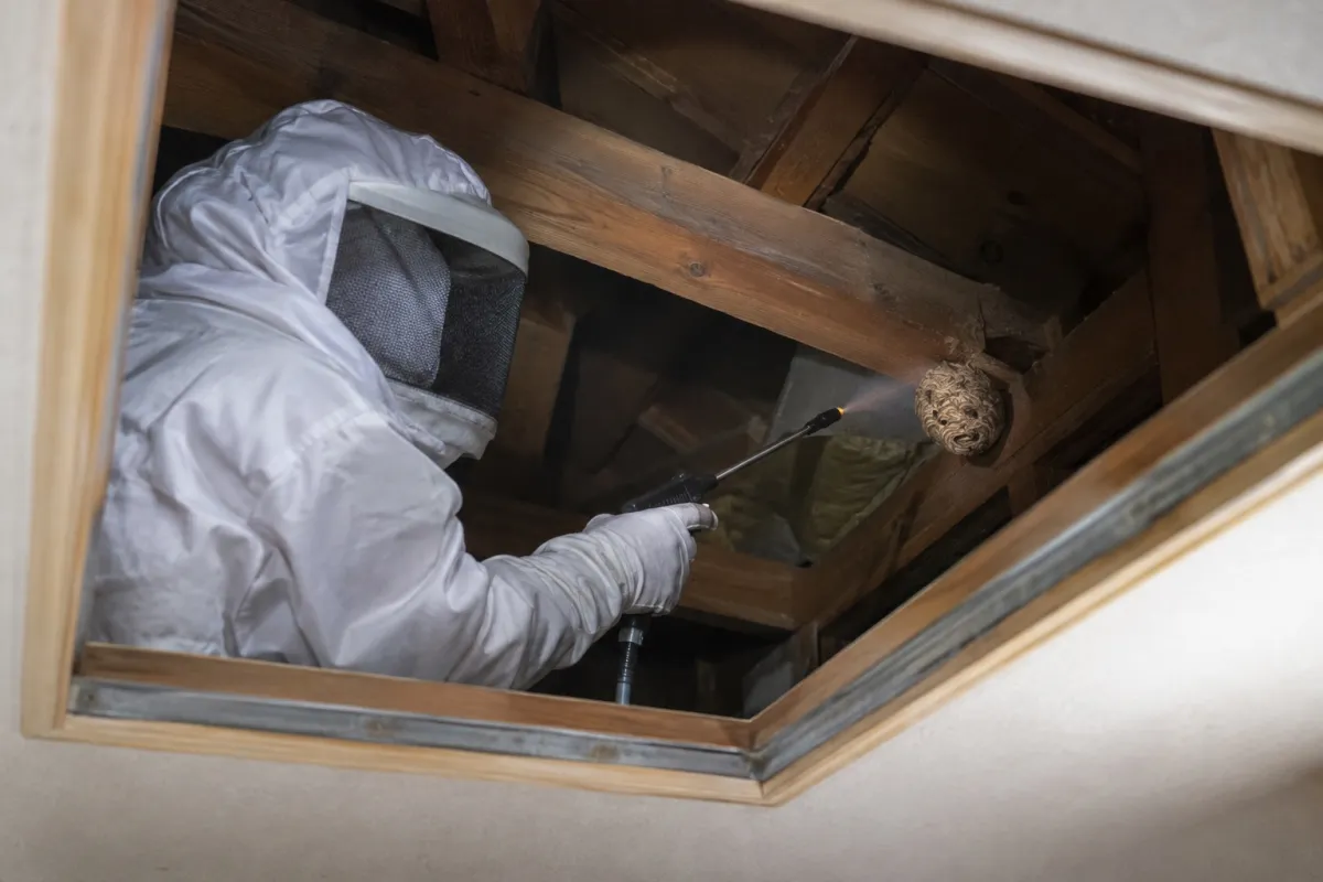 春日井市如意申町の木造一戸建てでキイロスズメバチ駆除作業中