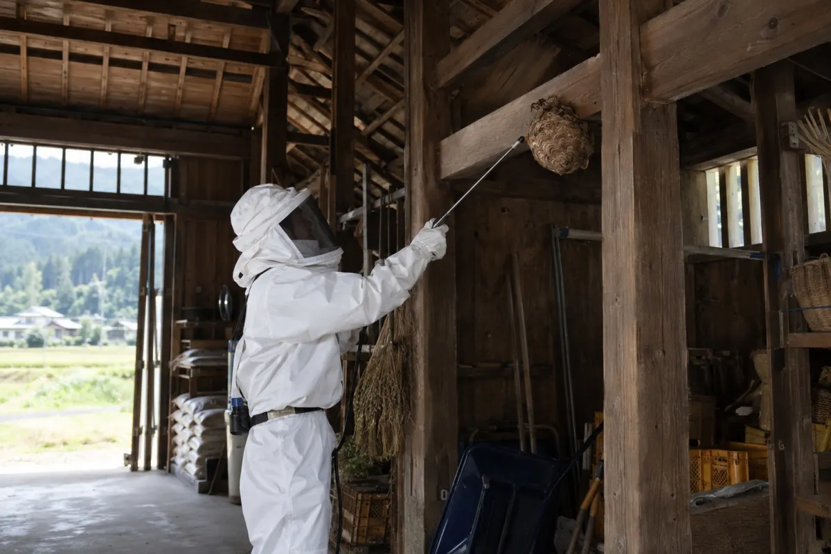 春日井市王子町の田園農家納屋でオオスズメバチ駆除作業中