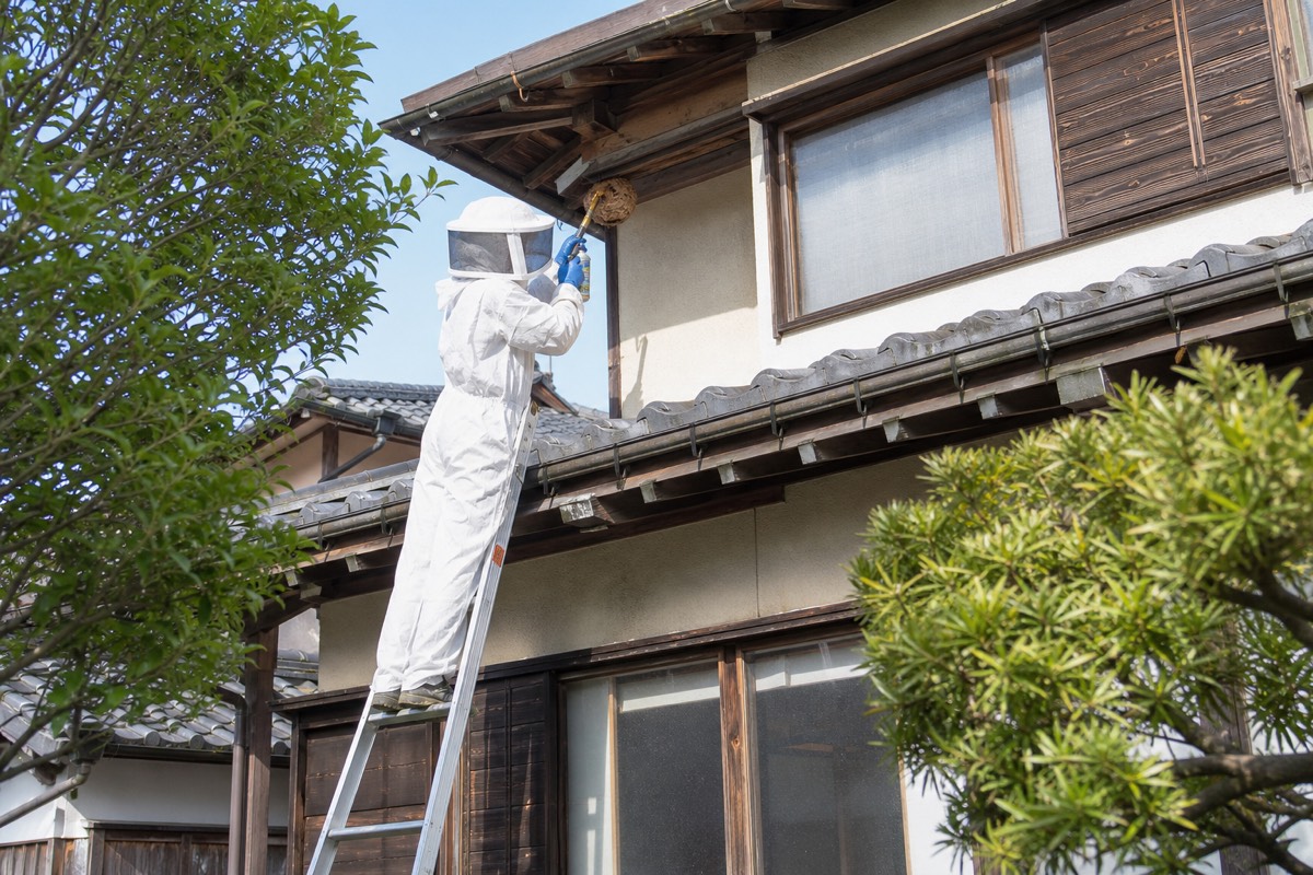 北名古屋市鹿田の古民家でスズメバチ駆除作業中