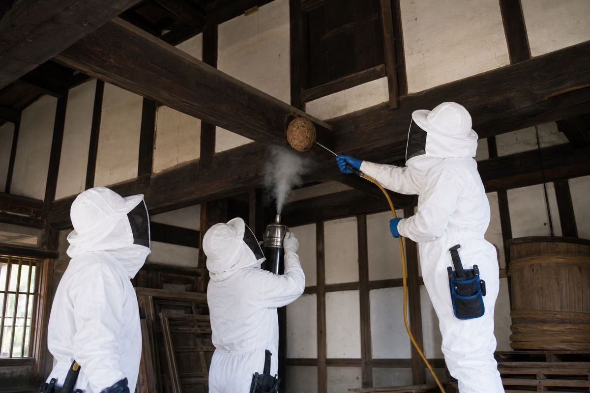 小牧市安田町の古民家でオオスズメバチ駆除作業中
