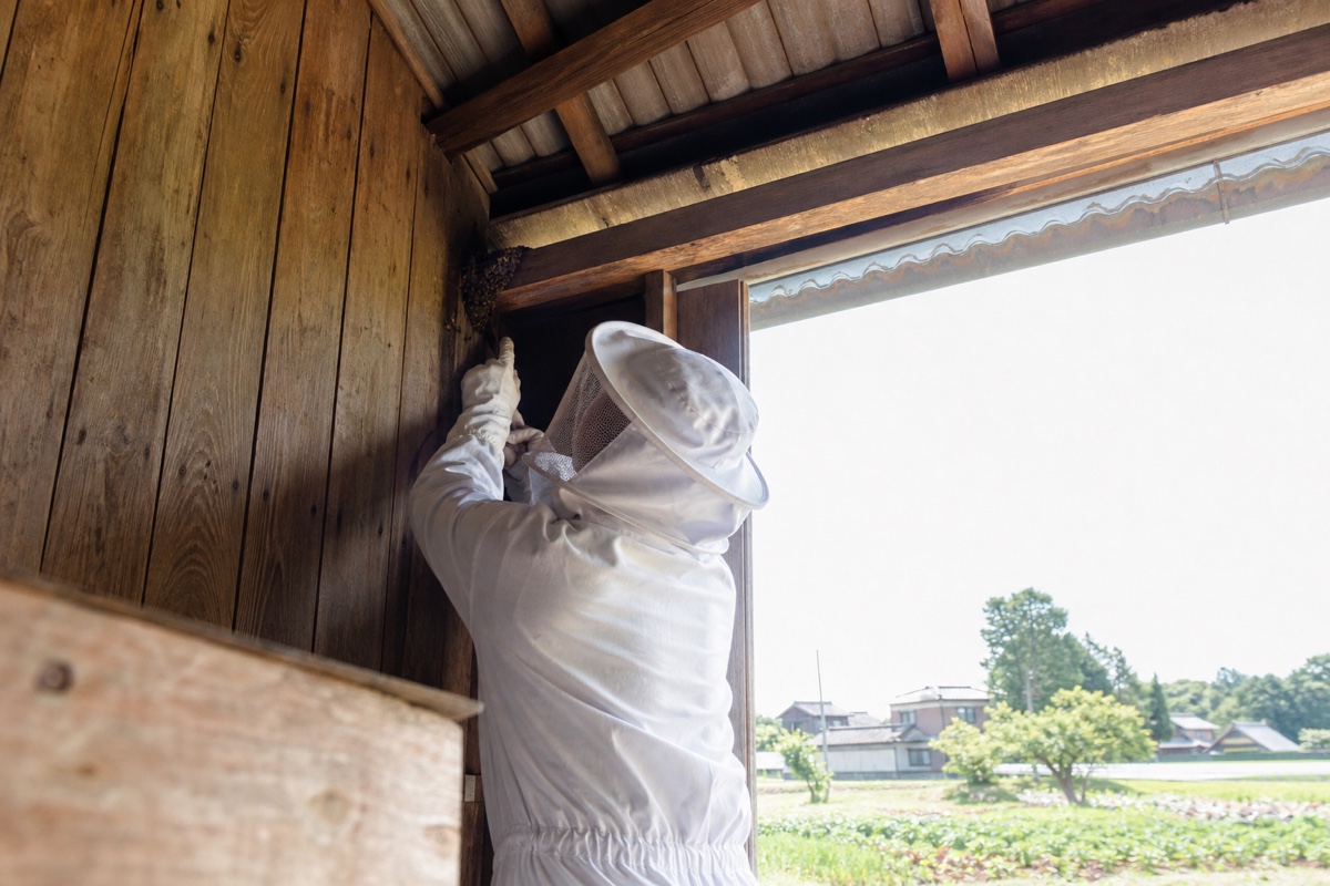 みよし市莇生町の農家納屋でミツバチ駆除作業中