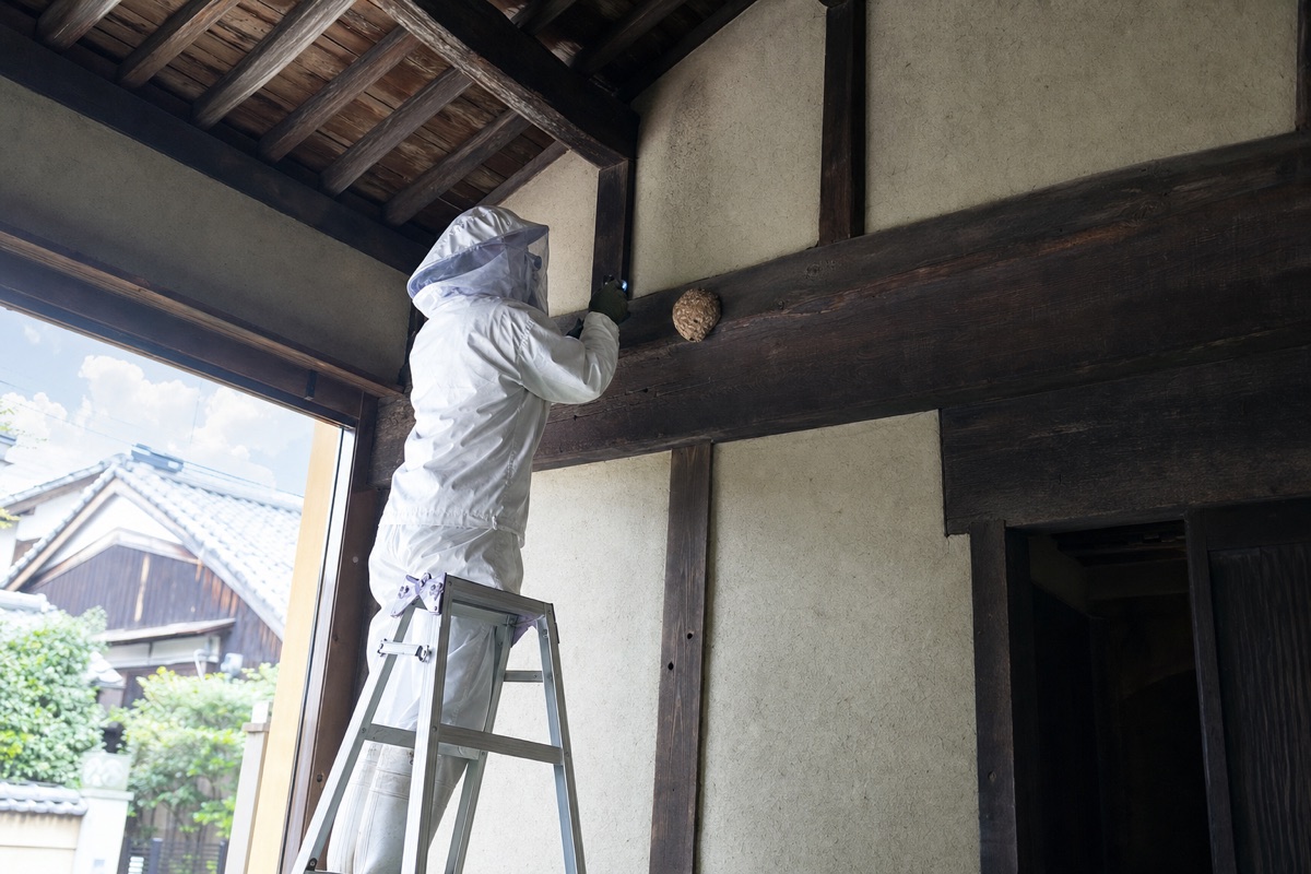 名古屋市熱田区神宮の伝統家屋でオオスズメバチ駆除作業中