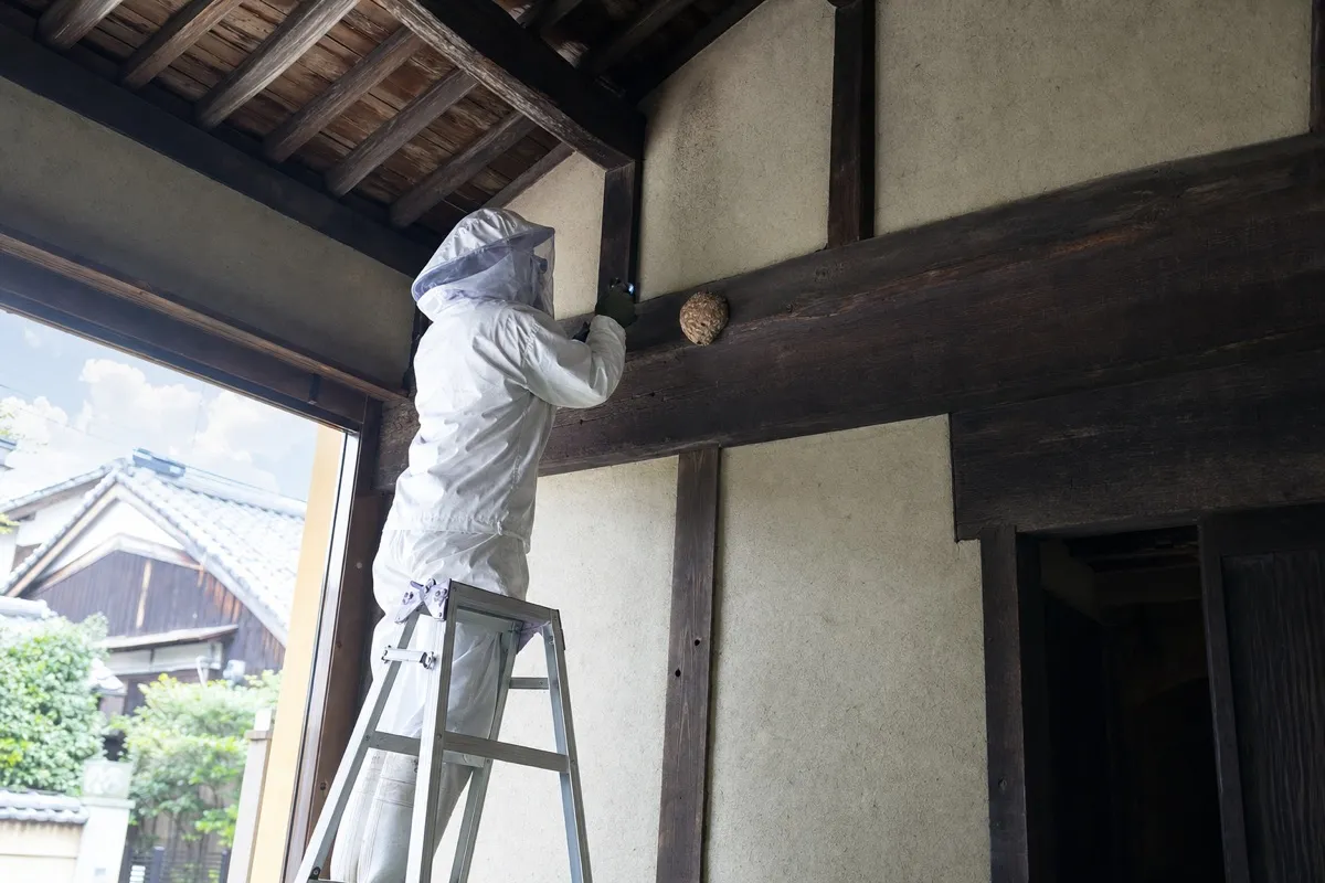名古屋市熱田区神宮の伝統家屋でオオスズメバチ駆除作業中