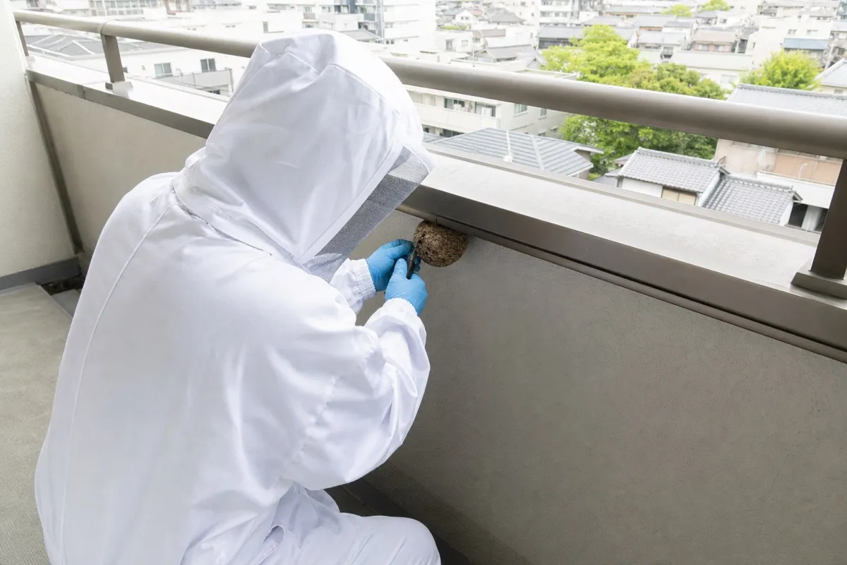 名古屋市熱田区尾頭町のマンションでキイロスズメバチ駆除作業中