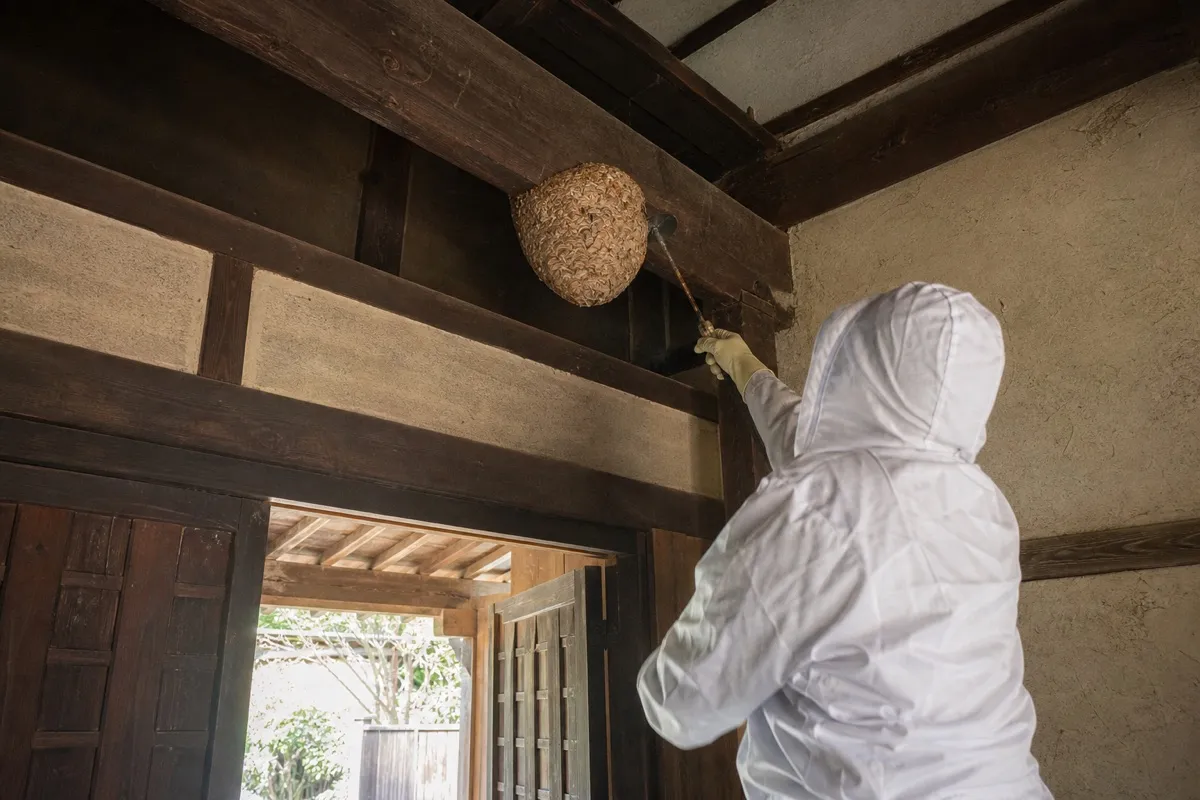 名古屋市熱田区伝馬の古民家でオオスズメバチ駆除作業中
