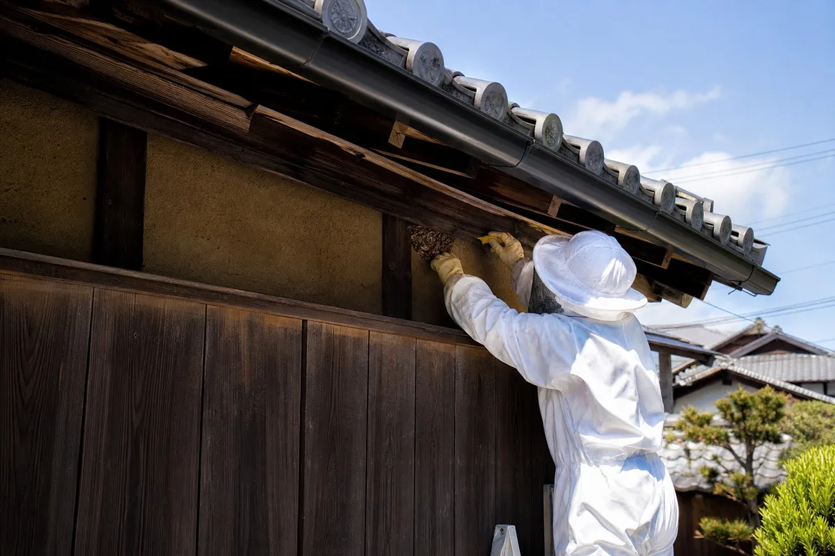 名古屋市熱田区六野の田園農家でミツバチ駆除作業中