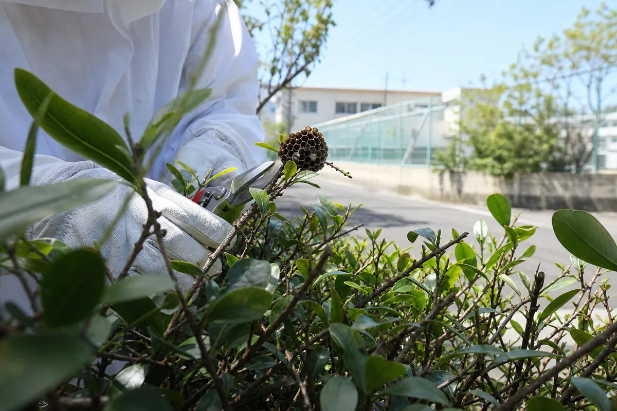 名古屋市熱田区大宝の小学校近隣住宅でアシナガバチ駆除作業中