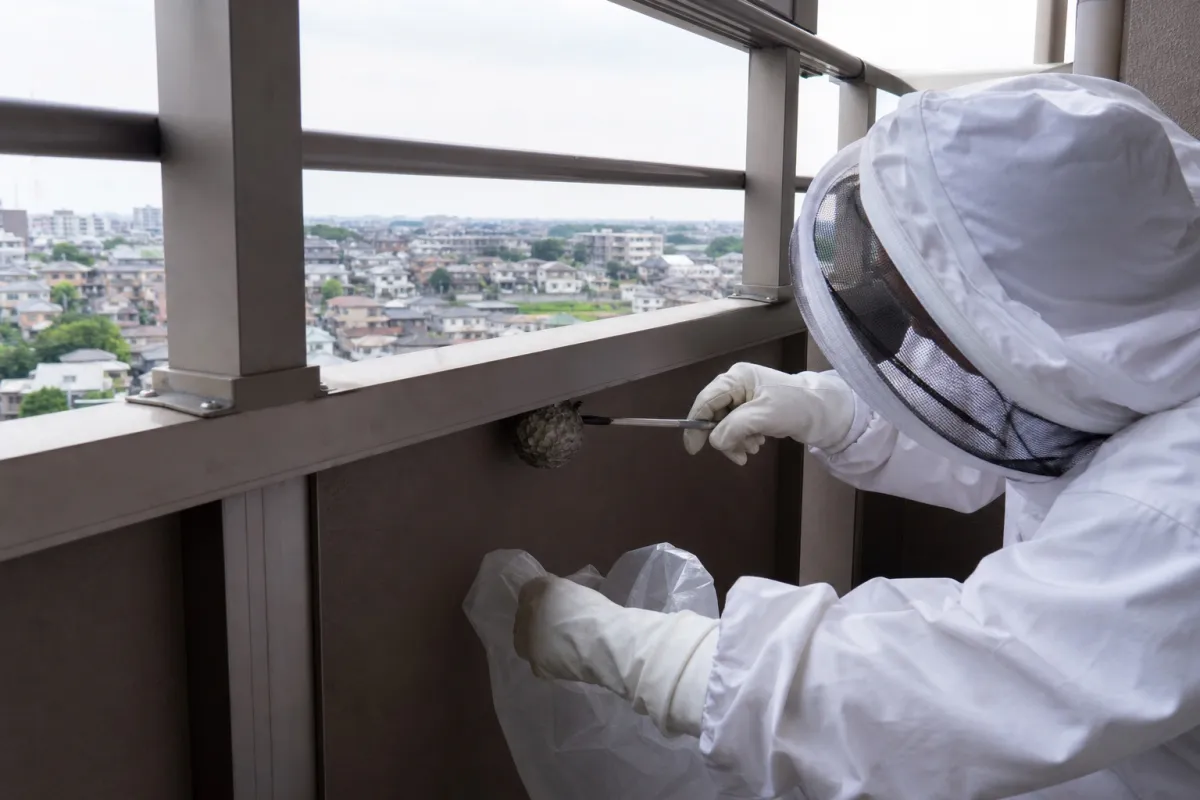 名古屋市熱田区五本松町のアシナガバチ駆除作業中