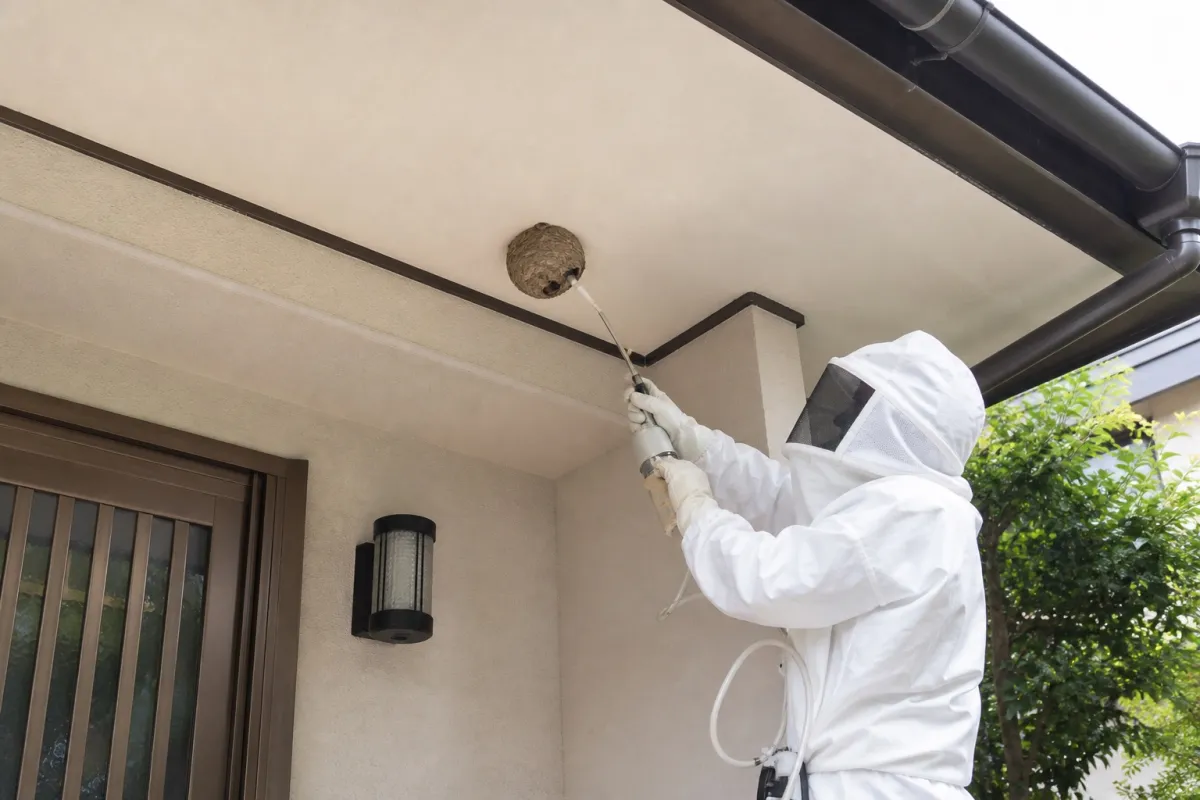 名古屋市熱田区二番のスズメバチ駆除作業中