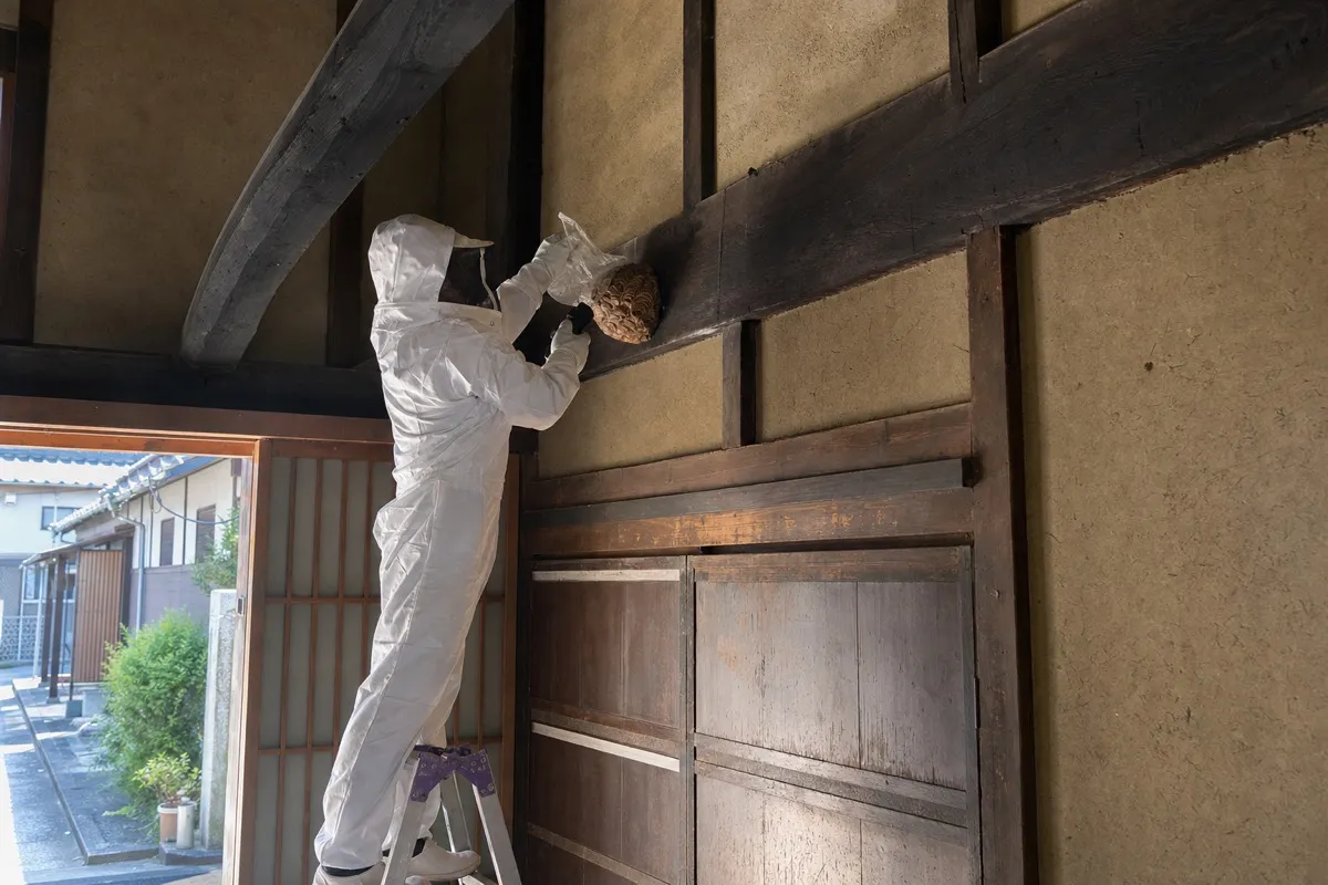 名古屋市千種区仲田の古民家でオオスズメバチ駆除作業中