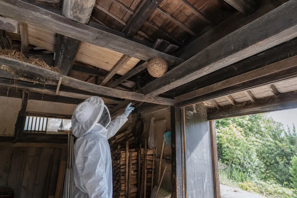 名古屋市千種区吹上の農家納屋でオオスズメバチ駆除作業中