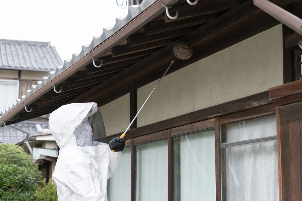 名古屋市千種区覚王山のスズメバチ駆除作業中