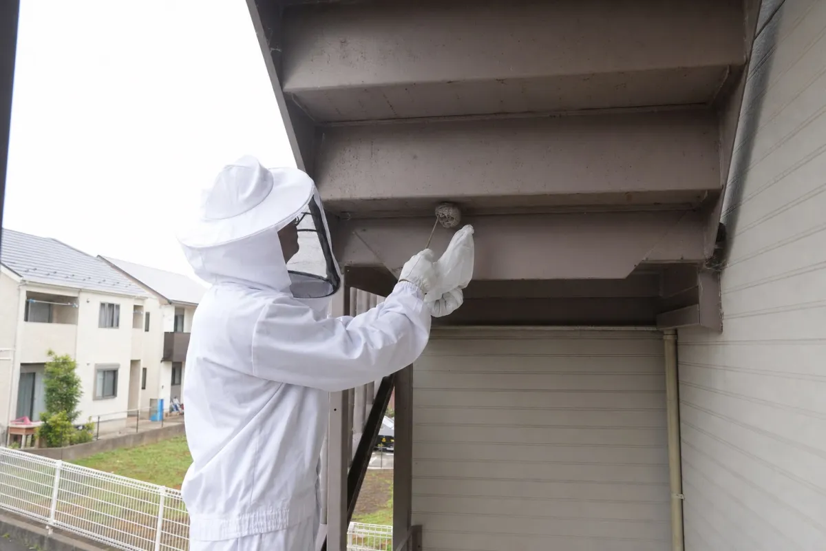 名古屋市千種区東山通のアシナガバチ駆除作業中