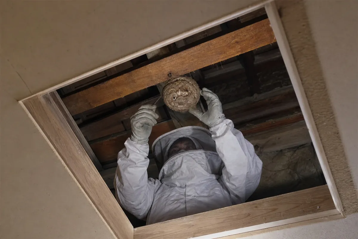 名古屋市千種区楠元町のキイロスズメバチ駆除作業中