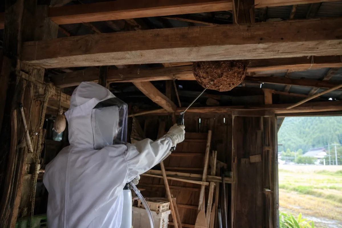 名古屋市千種区新西のオオスズメバチ駆除作業中