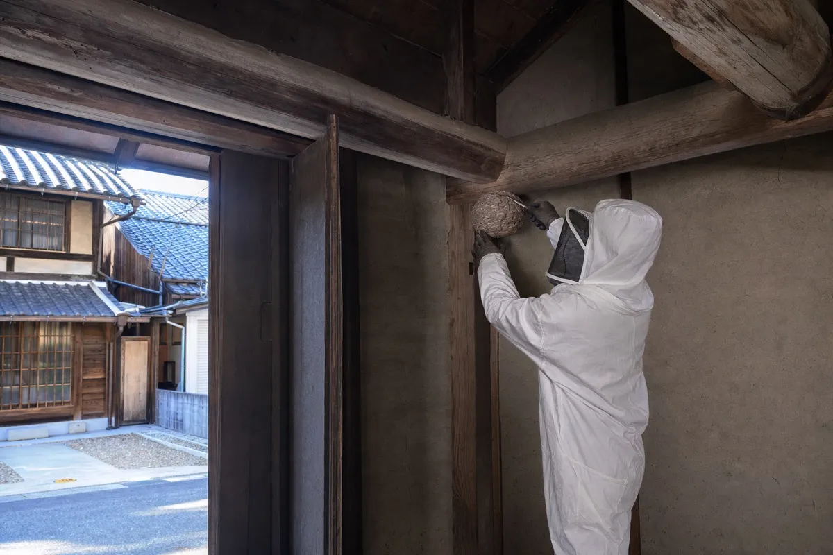 名古屋市東区白壁の伝統家屋でオオスズメバチ駆除作業中