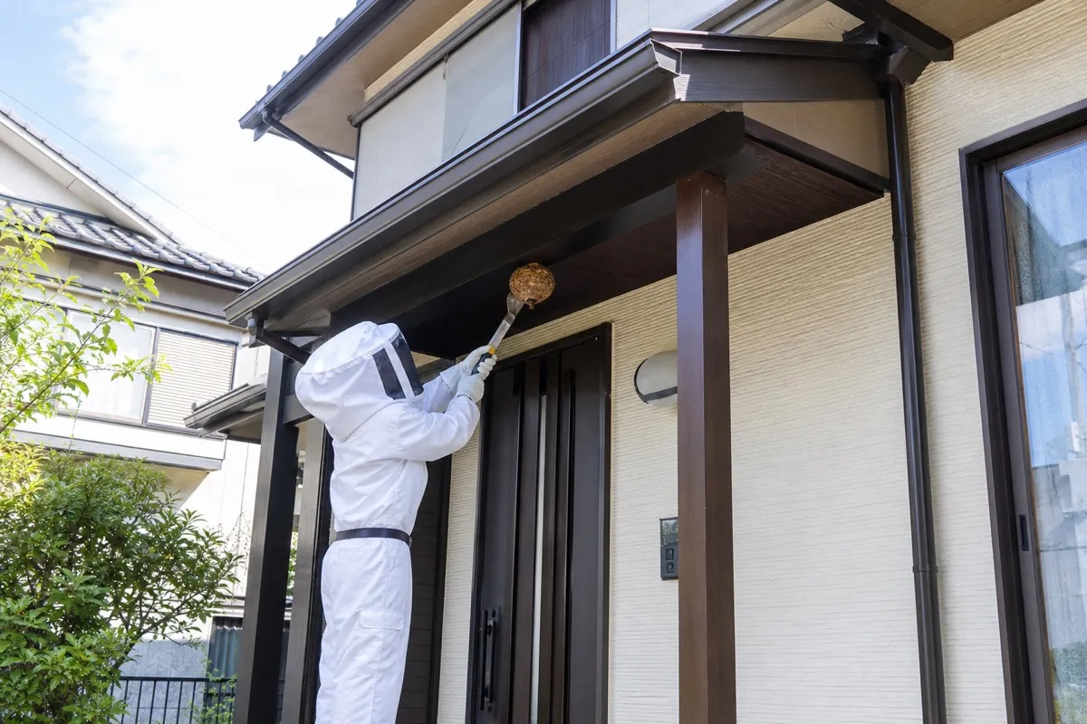 名古屋市東区出来町の一戸建てでスズメバチ駆除作業中