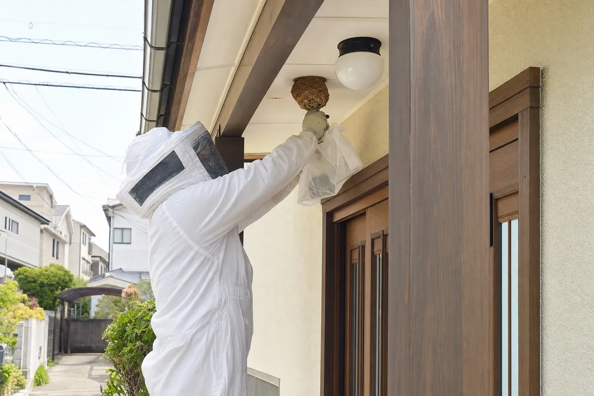 名古屋市東区芳野の住宅街でキイロスズメバチ駆除作業中