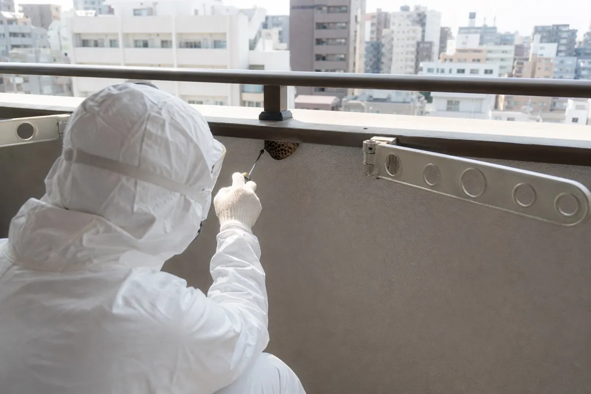 名古屋市北区志賀本通の分譲マンションでアシナガバチ駆除作業中