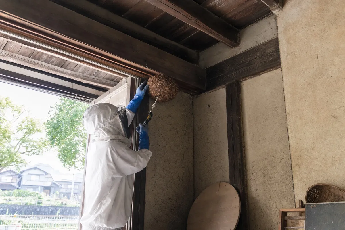名古屋市北区楠の古民家でオオスズメバチ駆除作業中