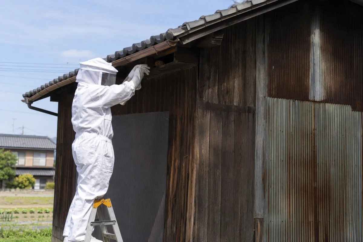 名古屋市北区楠の田園農家でミツバチ駆除作業中