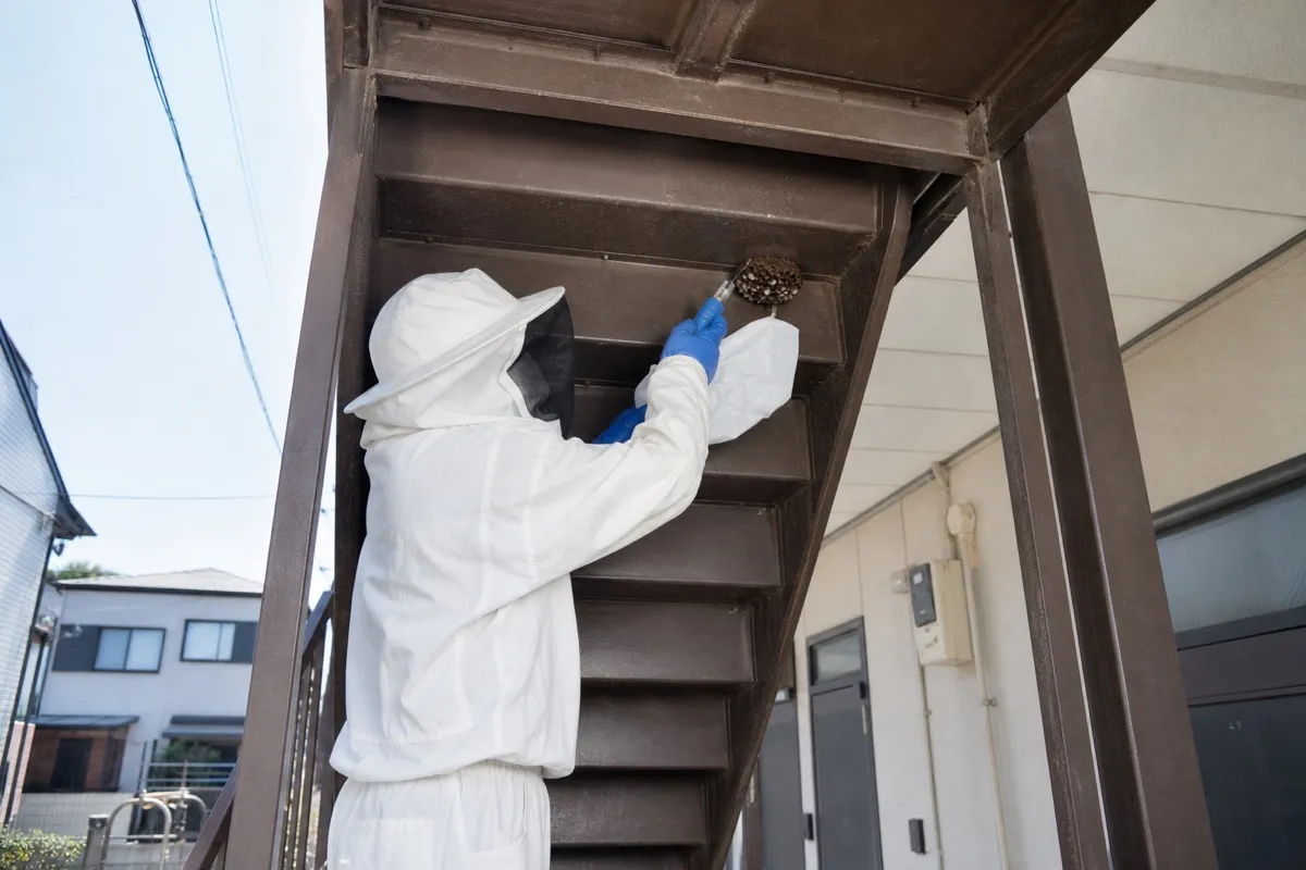 名古屋市北区辻本通のアパートでアシナガバチ駆除作業中