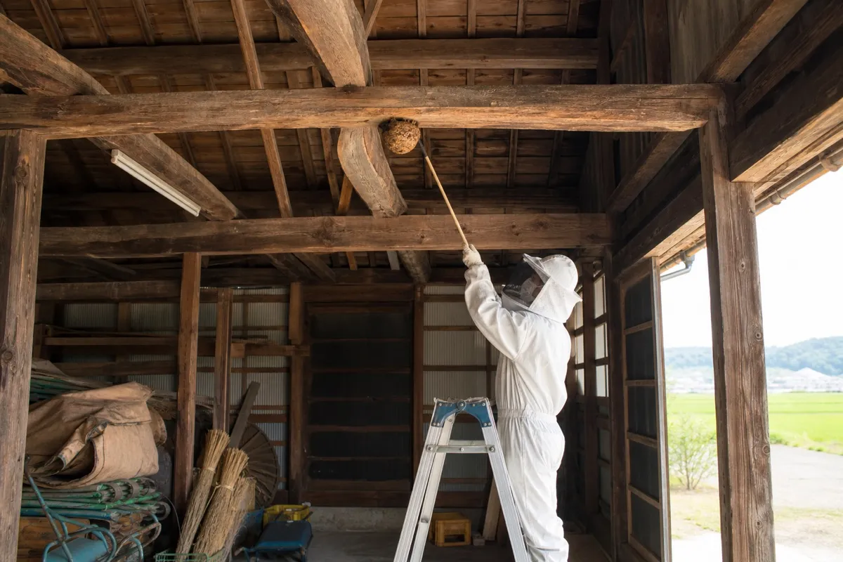 名古屋市北区元志賀町の農家納屋でオオスズメバチ駆除作業中