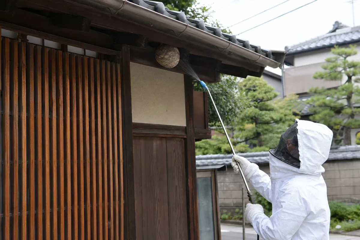名古屋市北区平安のスズメバチ駆除作業中