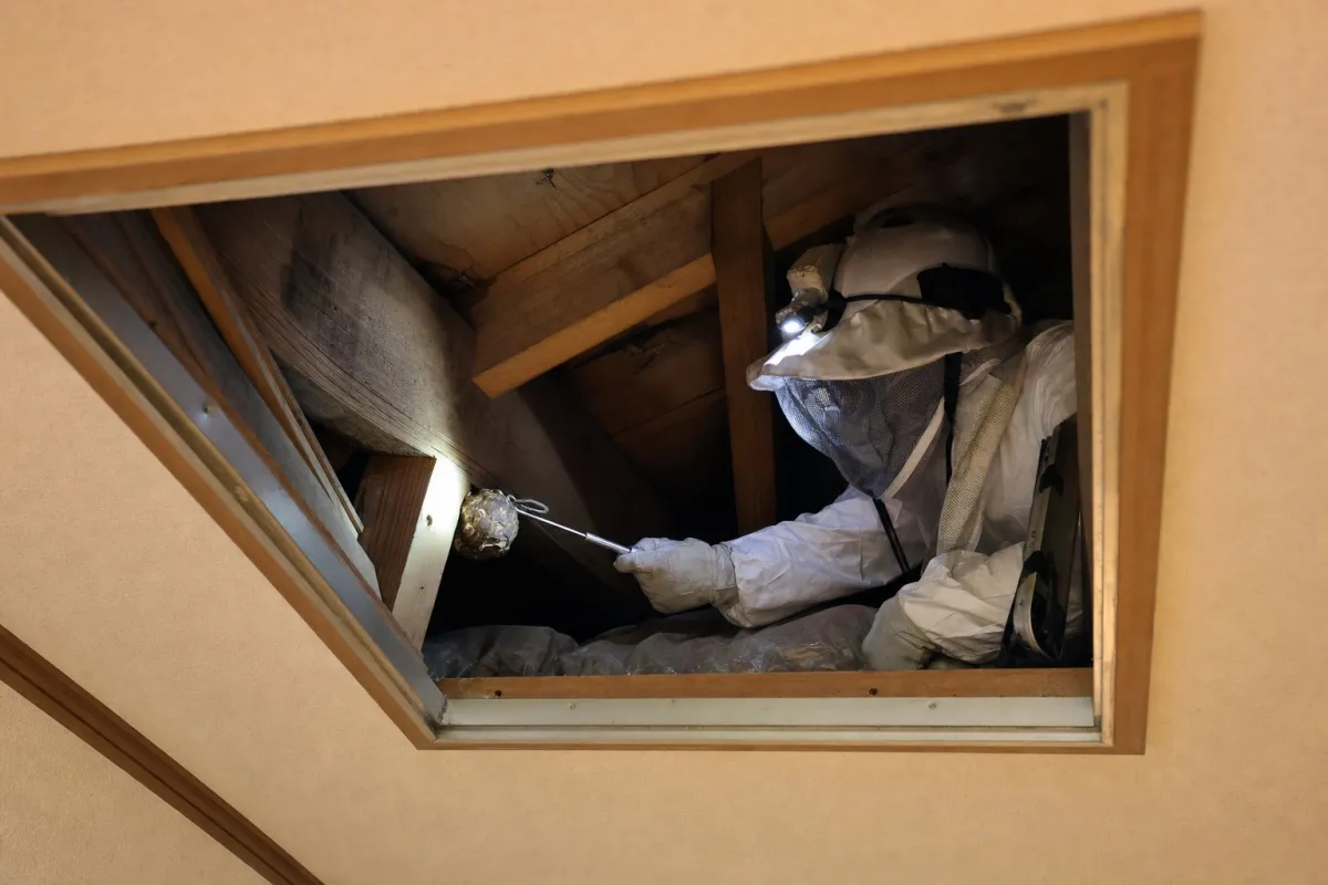 名古屋市北区大我麻町のキイロスズメバチ駆除作業中