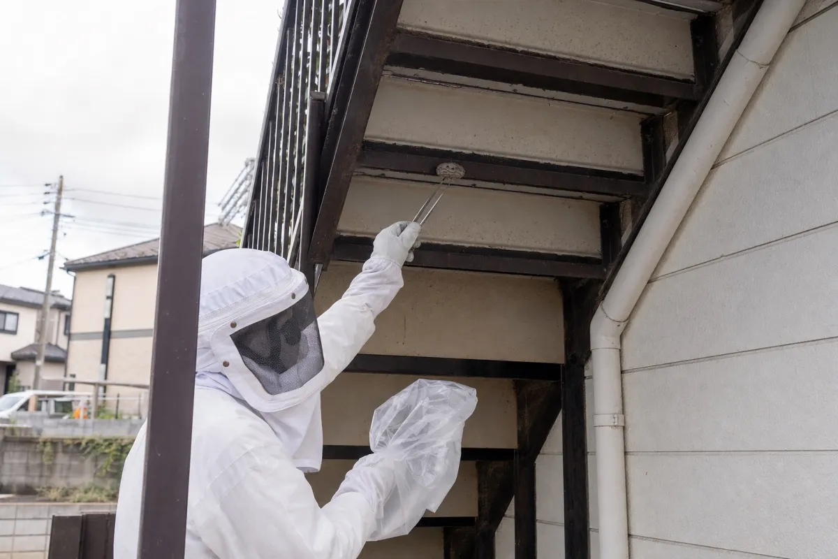 名古屋市北区中切町のアシナガバチ駆除作業中