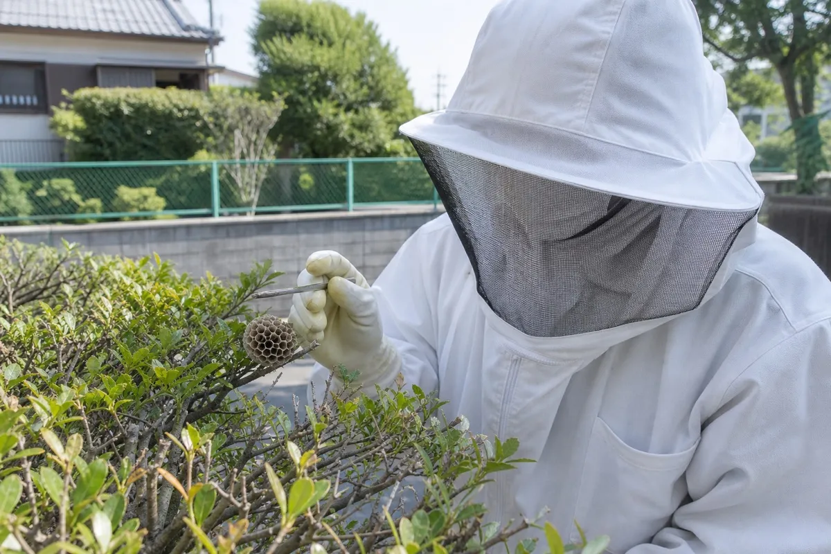 名古屋市名東区梅森坂の小学校近隣住宅でアシナガバチ駆除作業中