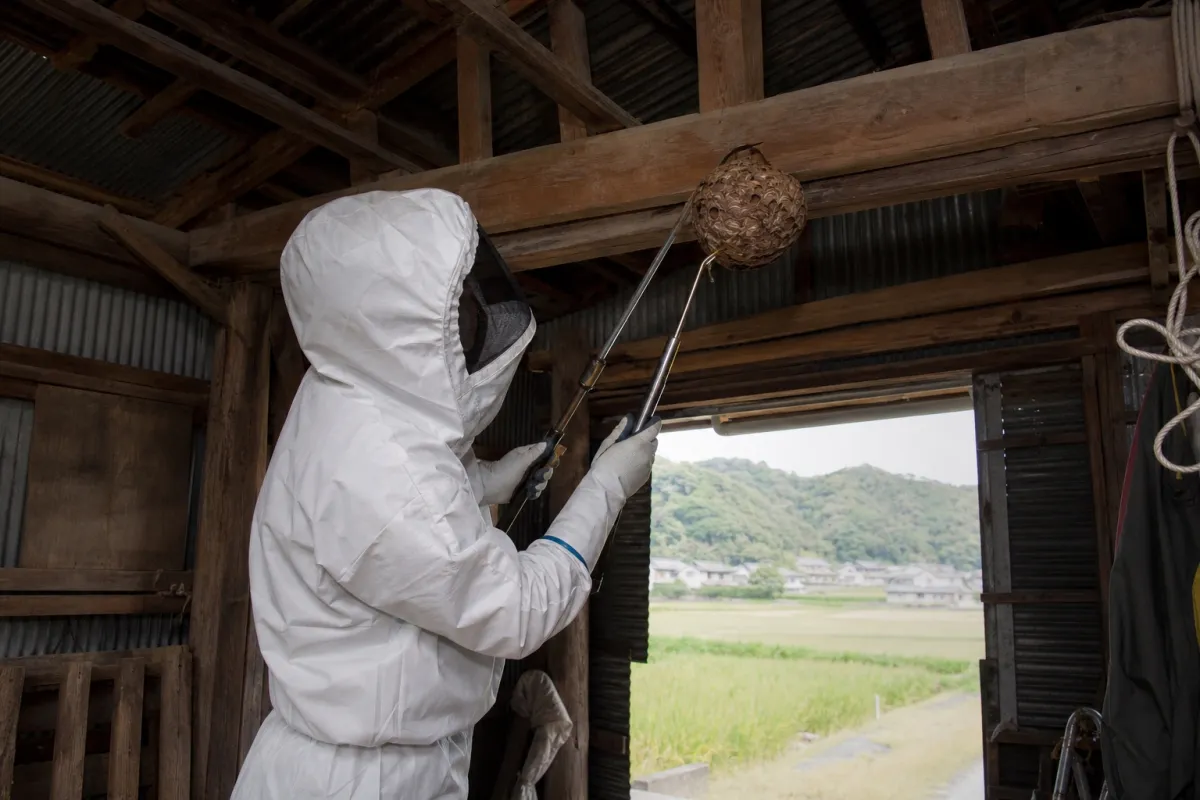 名古屋市名東区猪高町のオオスズメバチ駆除作業中