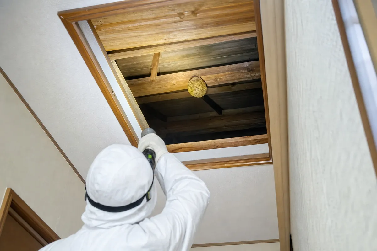 名古屋市緑区大高町の丘陵住宅でキイロスズメバチ駆除作業中