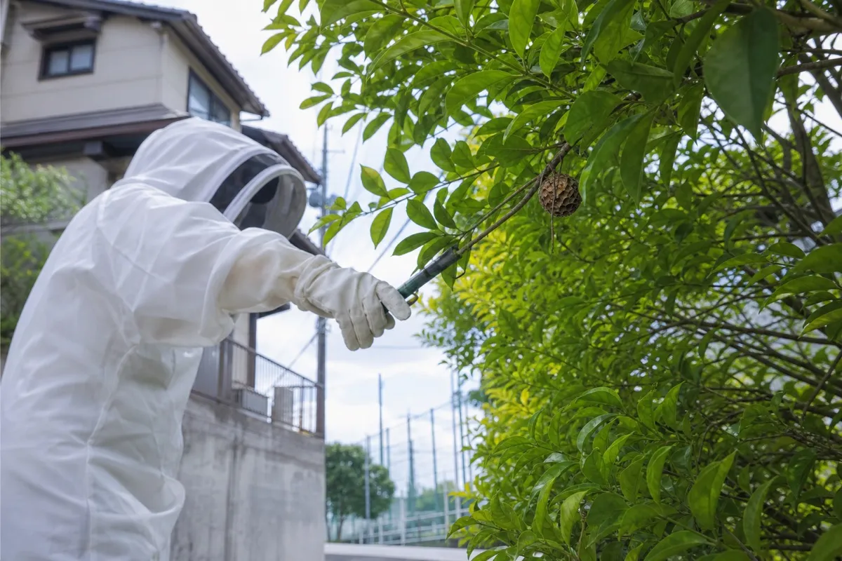 名古屋市緑区鹿山の小学校近隣住宅でアシナガバチ駆除作業中