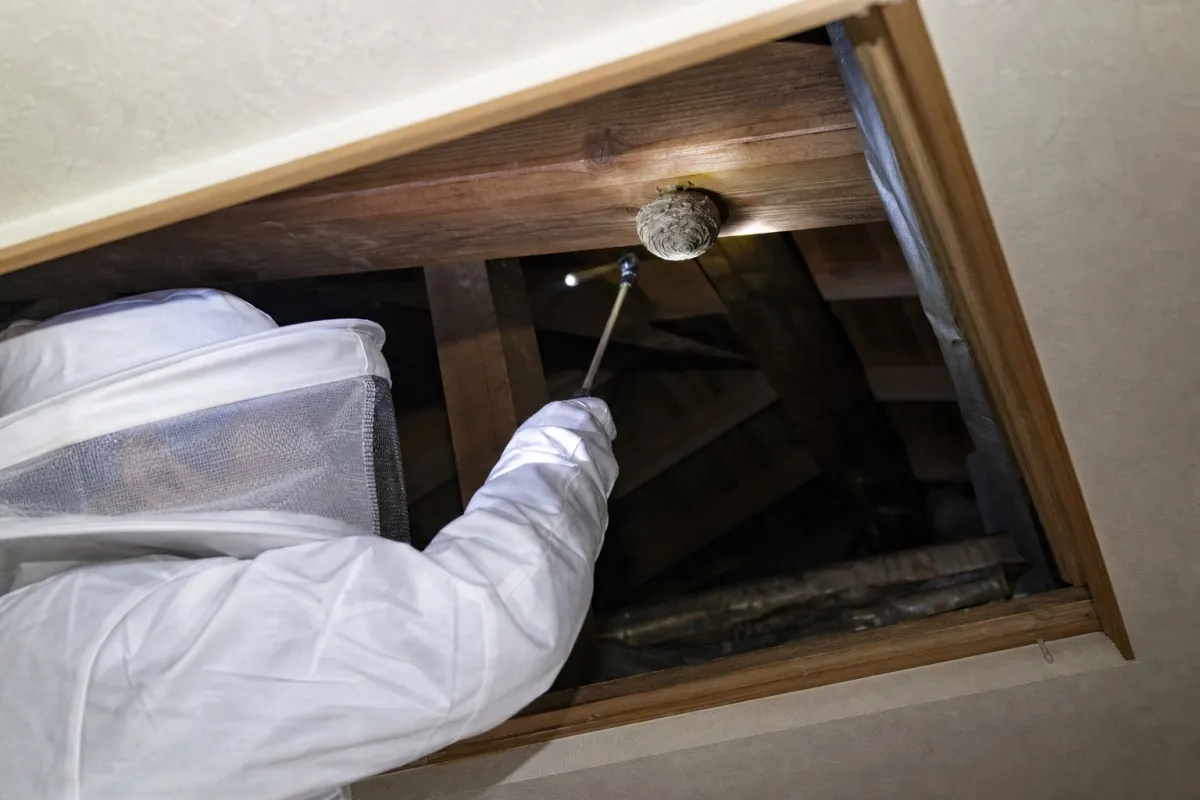 名古屋市緑区梅里のキイロスズメバチ駆除作業中